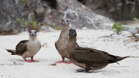 Red-footed Booby, Isla Genovesa
