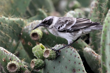 Genovesa Mockingbird, Isla Genovesa