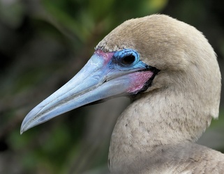 Red-footed Booby, Isla Genovesa