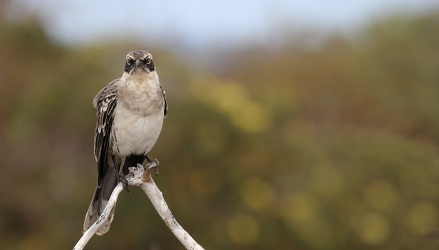 Genovesa Mockingbird, Isla Genovesa