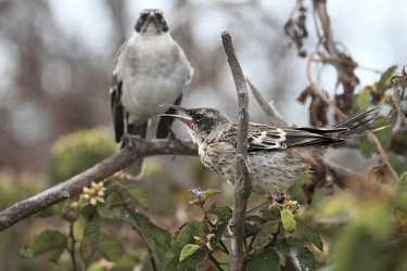 Genovesa Mockingbird, Isla Genovesa