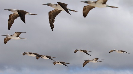 Blue-footed Booby, Las Bachas, Santa Cruz