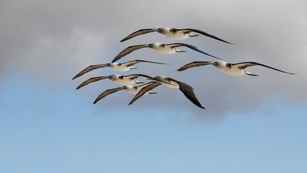 Blue-footed Booby, Las Bachas, Santa Cruz