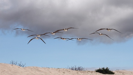 Blue-footed Booby, Las Bachas, Santa Cruz