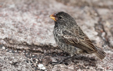 Large Ground-Finch, Isla San Cristobal