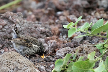 Large Ground-Finch, Isla San Cristobal