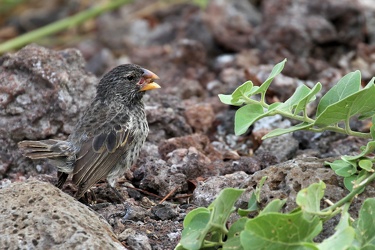 Large Ground-Finch, Isla San Cristobal
