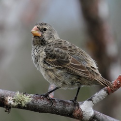 Medium Ground-Finch, Isla San Cristobal