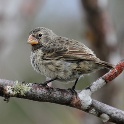 Medium Ground-Finch, Isla San Cristobal