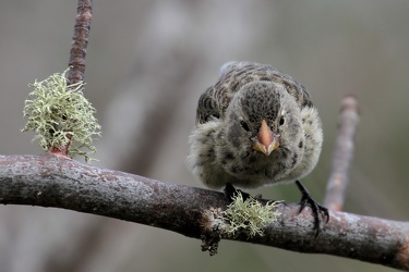Medium Ground-Finch, Isla San Cristobal