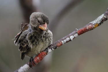 Medium Ground-Finch, Isla San Cristobal