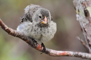 Medium Ground-Finch, Isla San Cristobal