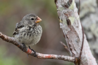 Medium Ground-Finch, Isla San Cristobal