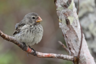 Medium Ground-Finch, Isla San Cristobal