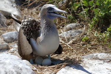 Blue-footed Booby, Isla Española