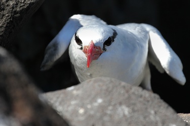 Red-billed Tropicbird, Isla Española