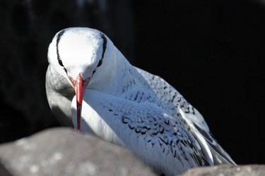 Red-billed Tropicbird, Isla Española