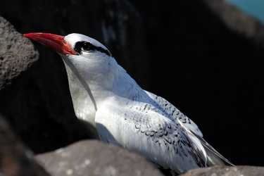 Red-billed Tropicbird, Isla Española