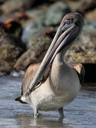 Brown Pelican, Puerto Ayora, Santa Cruz