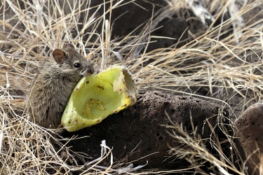 Santa Fe Rice Rat, Isla Santa Fe