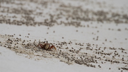 Ghost Crab, Las Bachas, Santa Cruz