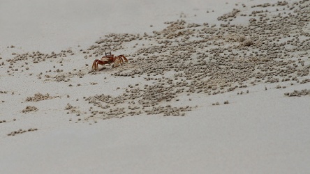Ghost Crab, Las Bachas, Santa Cruz