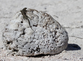 Galápagos Lava Lizard, Mosquera