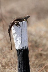 Galápagos Lava Lizard, Isla Española