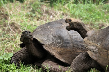 Galápagos Giant Tortoise, Isla Santa Cruz