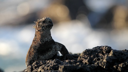 Marine Iguana, Isla Isabela