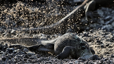 Marine Iguana, Isla Isabela