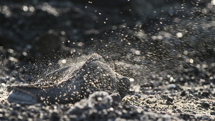 Marine Iguana, Isla Isabela