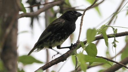 Medium Tree-Finch, Isla Floreana