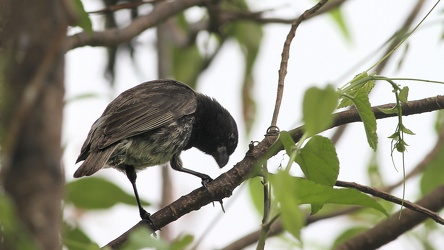 Medium Tree-Finch, Isla Floreana