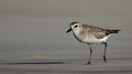 Black-bellied Plover, Isla Isabela