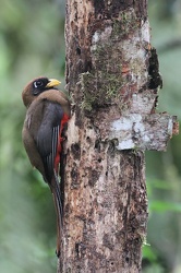 Masked Trogon, Sachatamia, Mindo