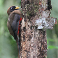 Masked Trogon, Sachatamia, Mindo