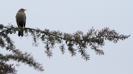Chiguango Thrush, Riobamba