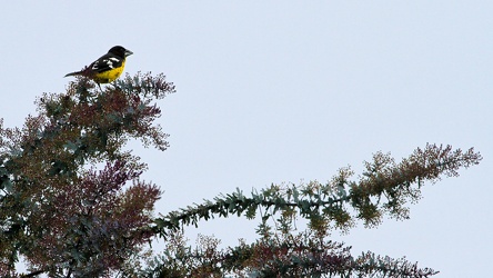 Black-backed Grosbeak, Riobamba