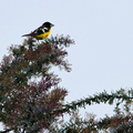 Black-backed Grosbeak, Riobamba