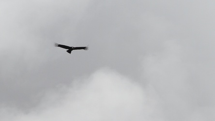 Andean Condor, Volcán Antisana