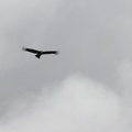 Andean Condor, Volcán Antisana