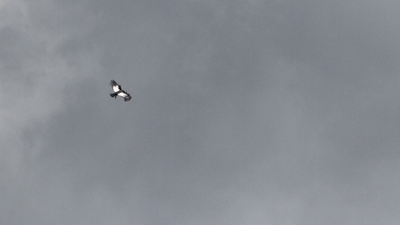 Andean Condor, Volcán Antisana