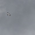 Andean Condor, Volcán Antisana