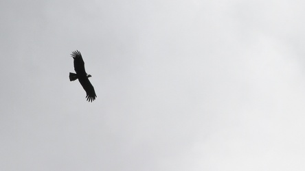 Andean Condor, Volcán Antisana