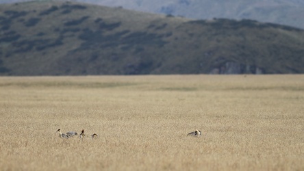 Black-faced Ibis, Volcán Antisana