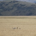 Black-faced Ibis, Volcán Antisana