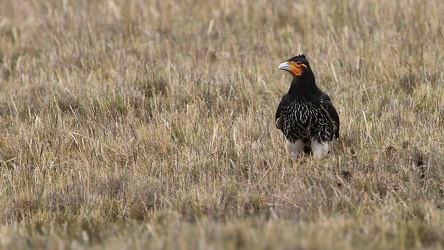Carunculated Caracara, Volcán Antisana