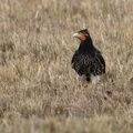 Carunculated Caracara, Volcán Antisana