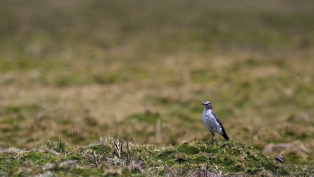 Páramo Ground-Tyrant, Volcán Antisana
